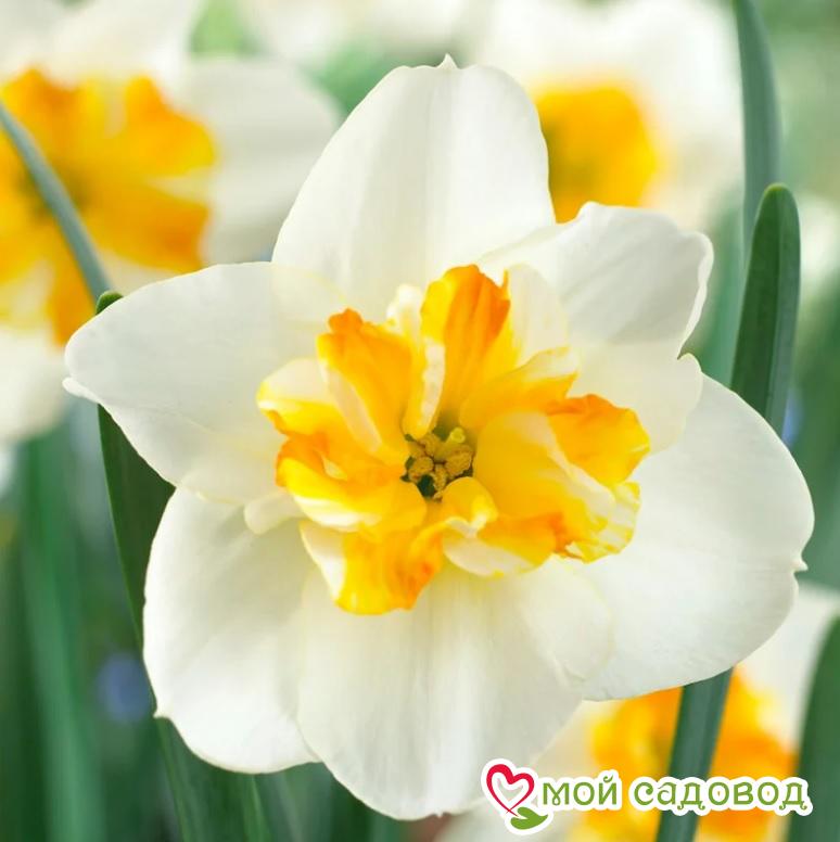 Нарцисс мелкокорончатый Сорбет
