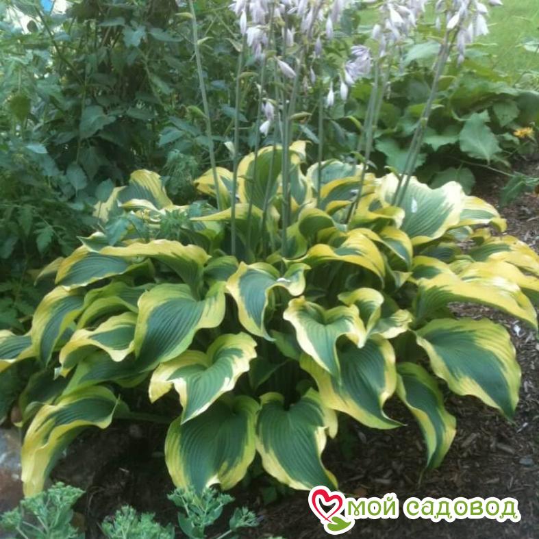 Хоста Атлантис