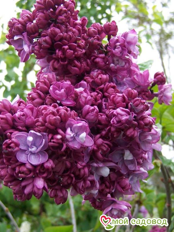 Сирень "Поль Тирион" (Paul Thirion)