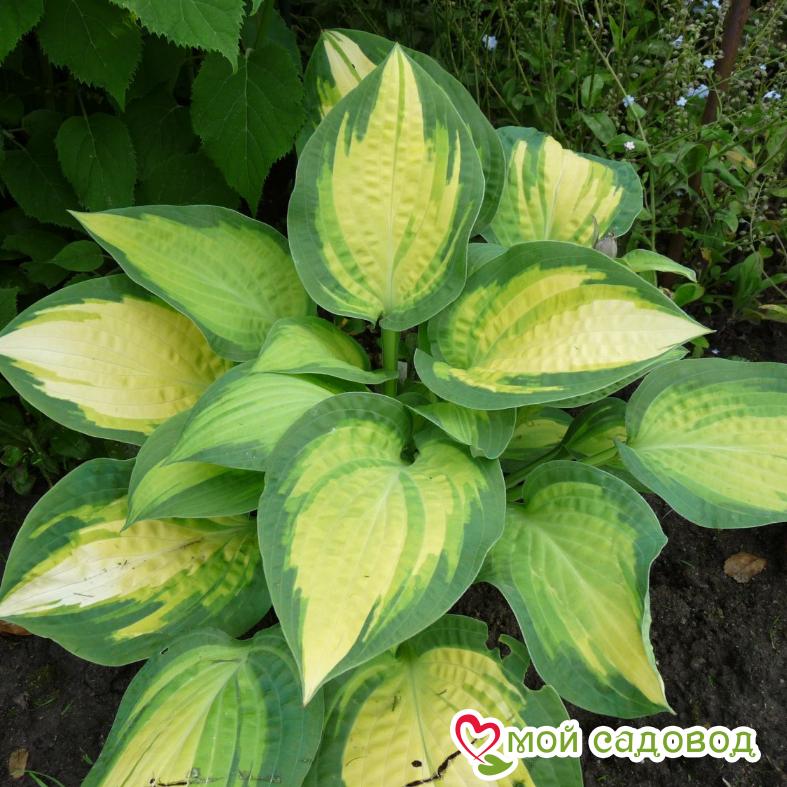 Хоста Оранж Мармелад