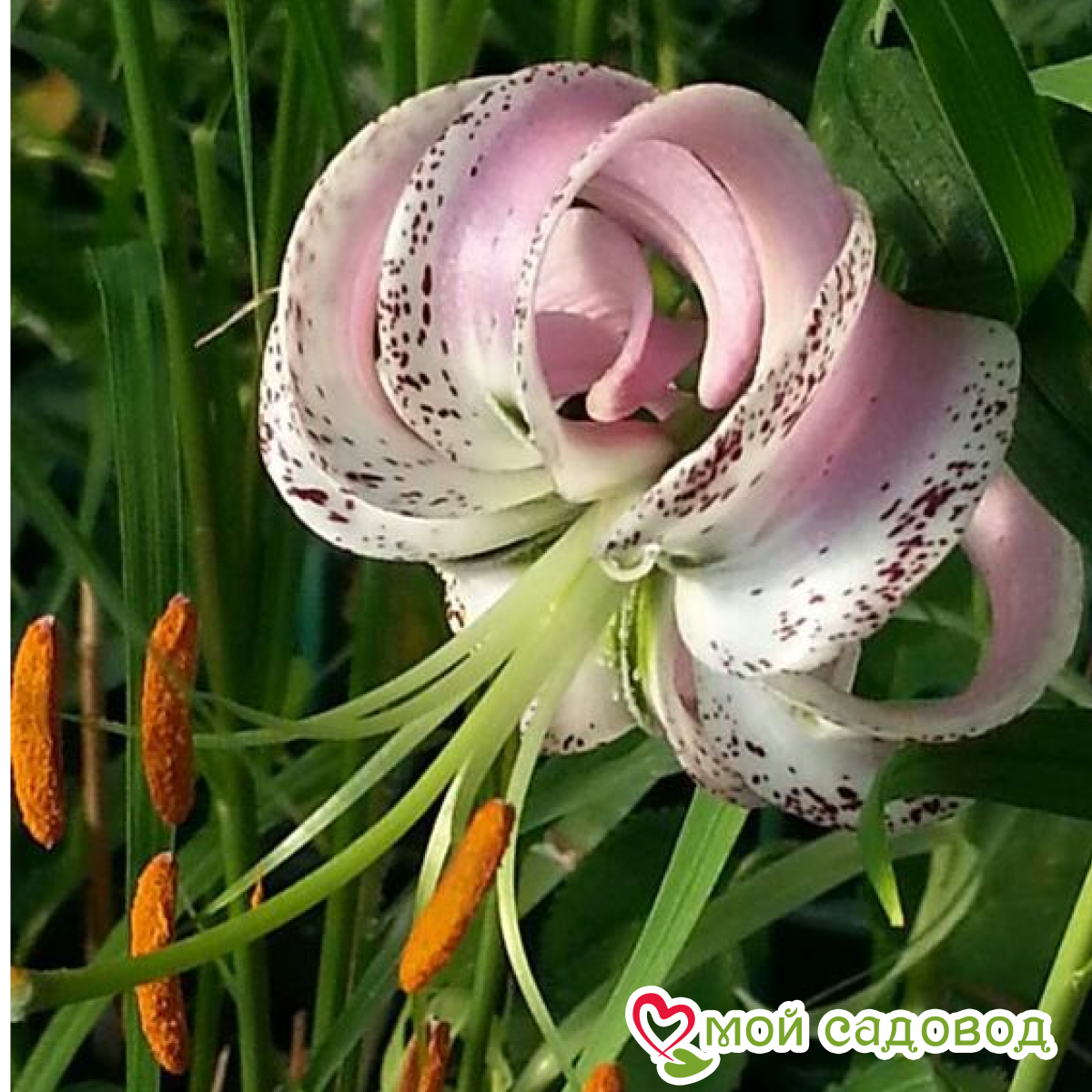 Лилия Санбим Сэренети